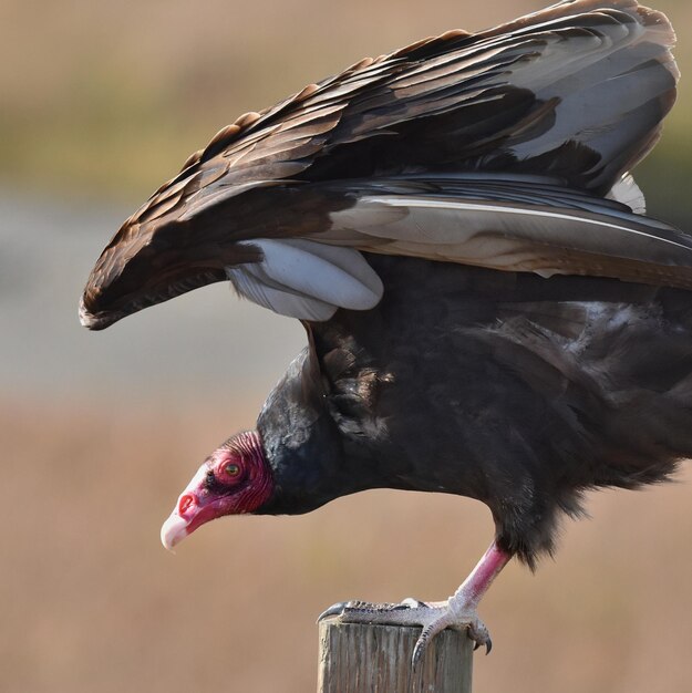 Prossimo piano di un uccello appollaiato