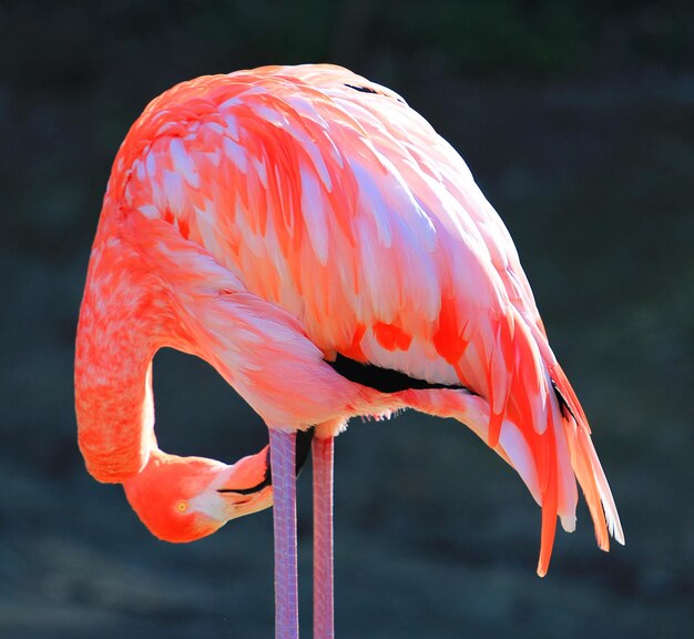 Prossimo piano di un uccello appollaiato