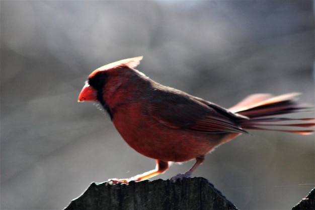 Prossimo piano di un uccello appollaiato