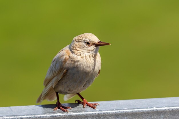 Prossimo piano di un uccello appollaiato