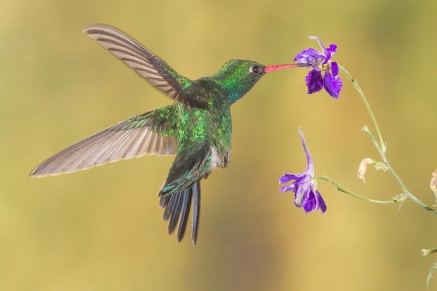 Prossimo piano di un uccello che impollina un fiore