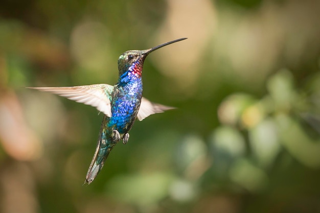 Prossimo piano di un uccello che vola in aria