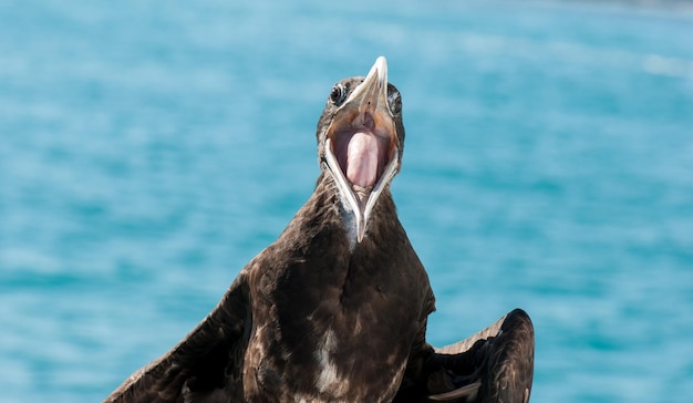 Prossimo piano di un uccello fregata