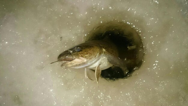 Prossimo piano di un uccello in acqua