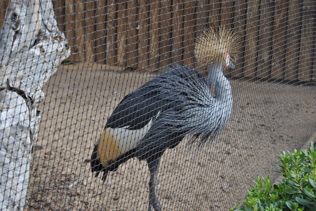 Prossimo piano di un uccello in gabbia