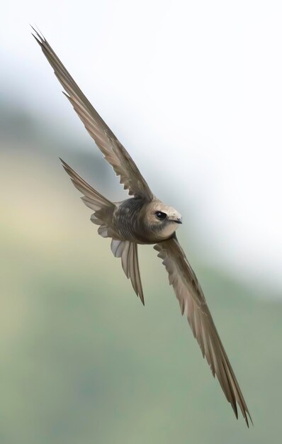 Prossimo piano di un uccello in volo