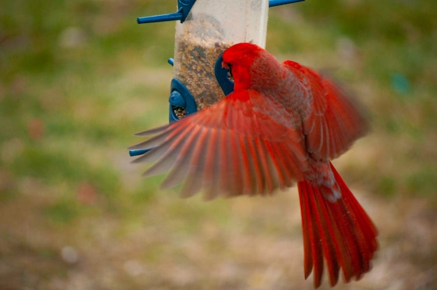 Prossimo piano di un uccello in volo