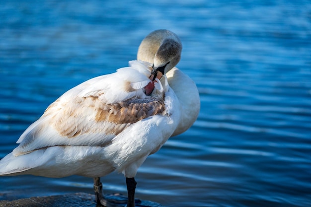 Prossimo piano di un uccello nel lago