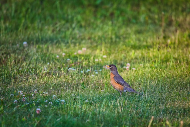 Prossimo piano di un uccello sul campo