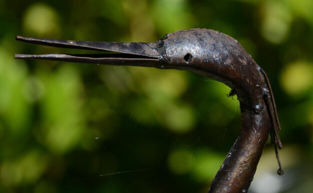 Prossimo piano di un uccello sull'acqua