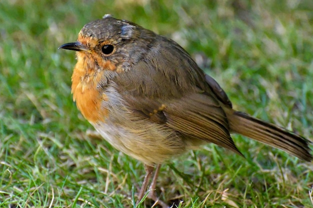 Prossimo piano di un uccello sull'erba