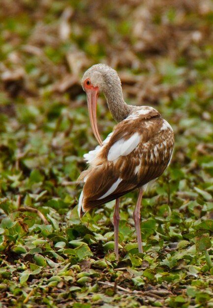 Prossimo piano di un uccello sulla roccia