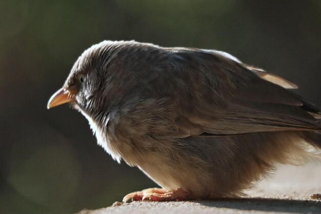 Prossimo piano di un uccello