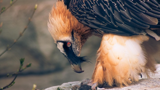 Prossimo piano di un uccello