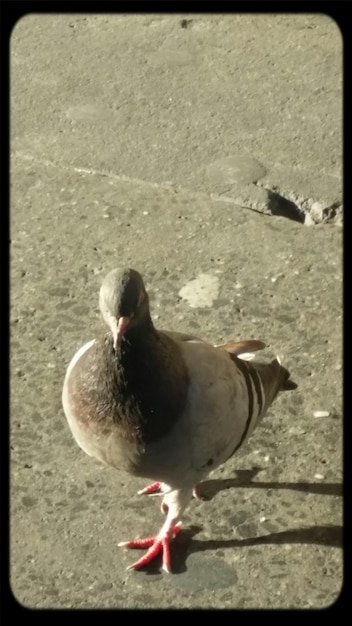 Prossimo piano di un uccello