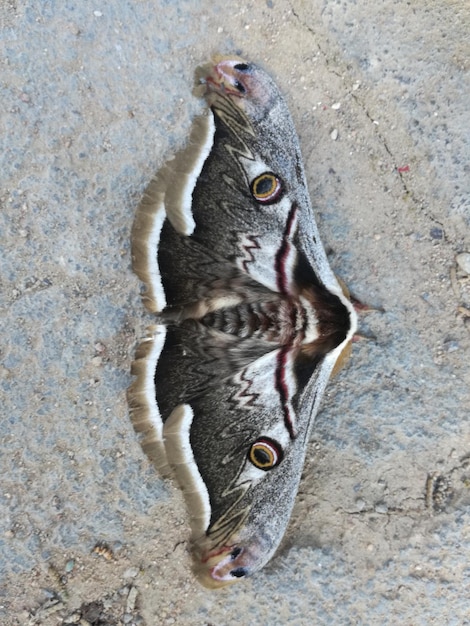 Prossimo piano di un uccello