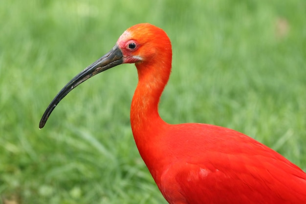 Prossimo piano di un uccello