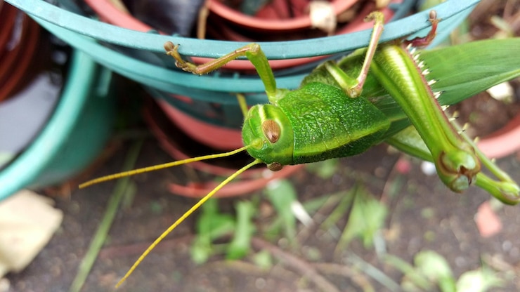 Foto prossimo piano di una cavalletta su metallo