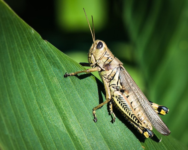 Prossimo piano di una cavalletta sulla foglia