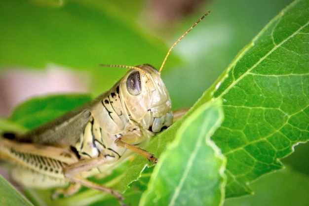 Prossimo piano di una cavalletta sulla foglia
