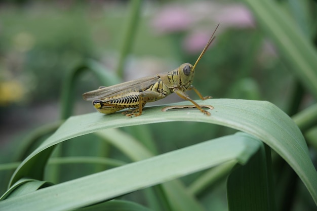 Prossimo piano di una cavalletta sulla pianta