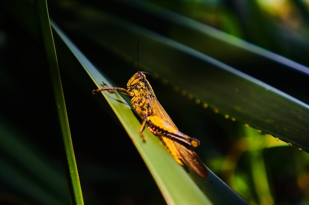 Prossimo piano di una cavalletta sulla pianta