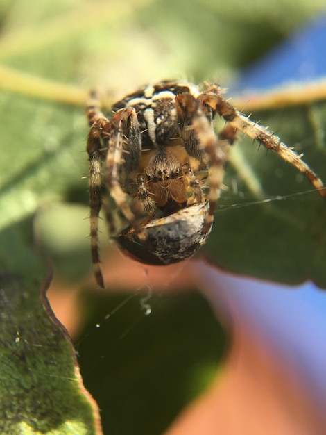 Prossimo piano di una coccinella cacciata dal ragno