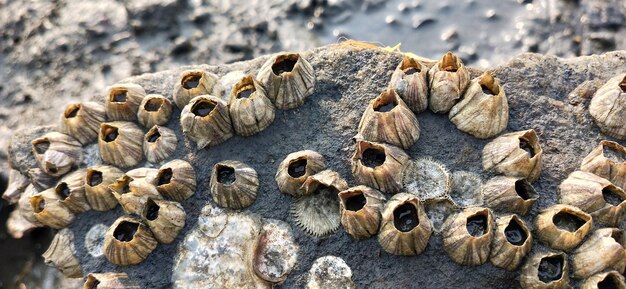 Prossimo piano di una conchiglia sulla roccia