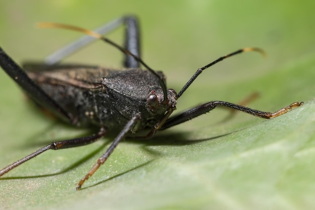 Prossimo piano di una falena su una foglia verde