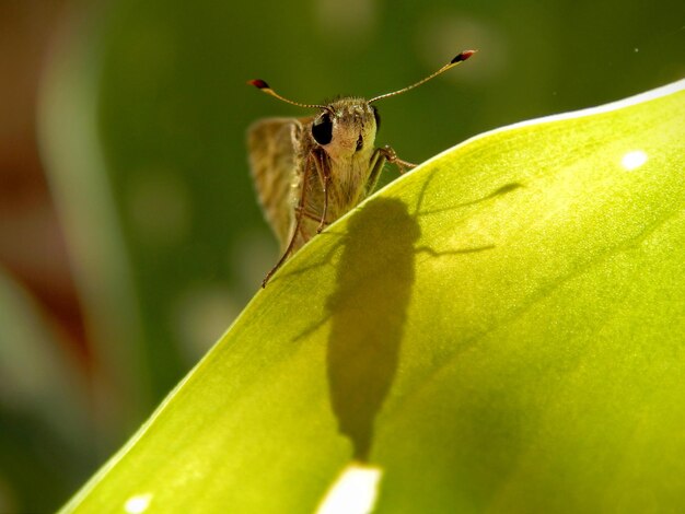 Prossimo piano di una falena sulla foglia durante una giornata di sole