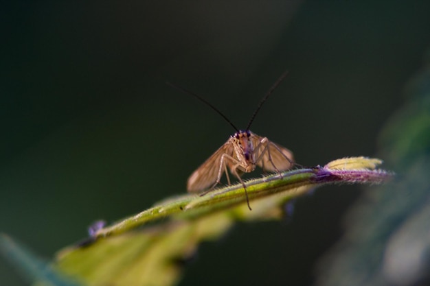 Prossimo piano di una falena sulla foglia