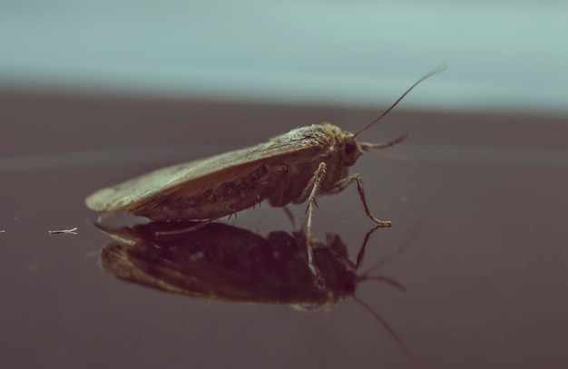 Prossimo piano di una falena