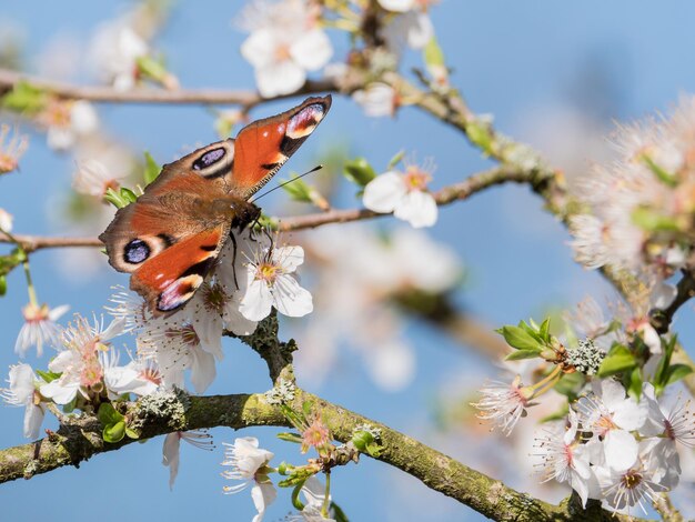 Prossimo piano di una farfalla che impollina il fiore di ciliegio