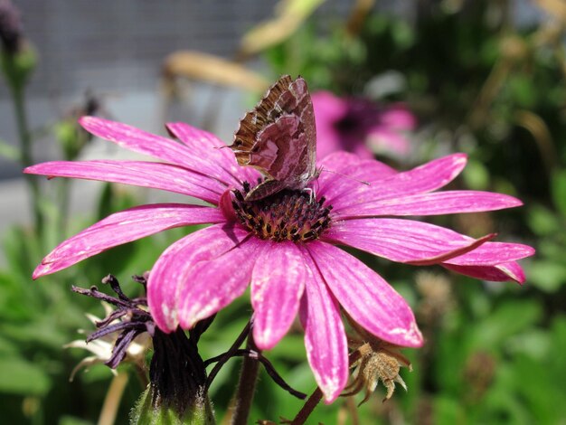 Prossimo piano di una farfalla che impollina un fiore rosa