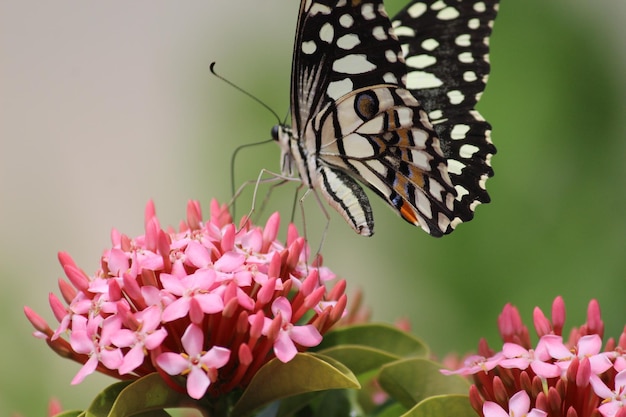 Prossimo piano di una farfalla che impollina un fiore rosa