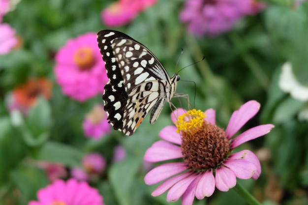 Prossimo piano di una farfalla che impollina un fiore rosa