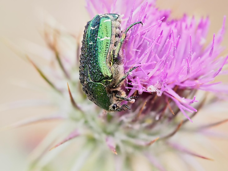 Foto prossimo piano di una farfalla che impollina un fiore rosa