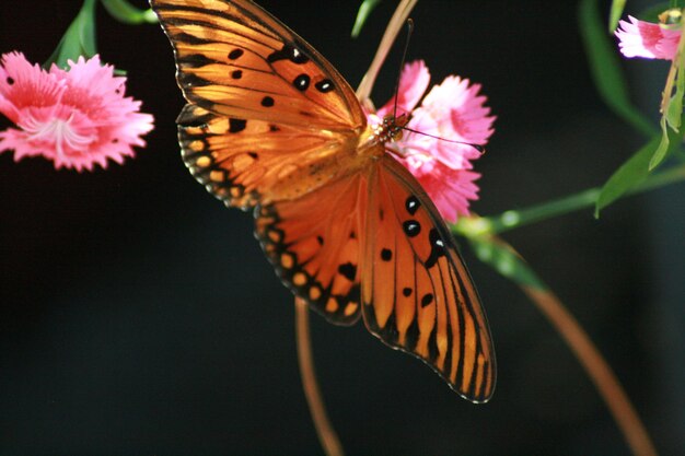 Prossimo piano di una farfalla che impollina un fiore rosa