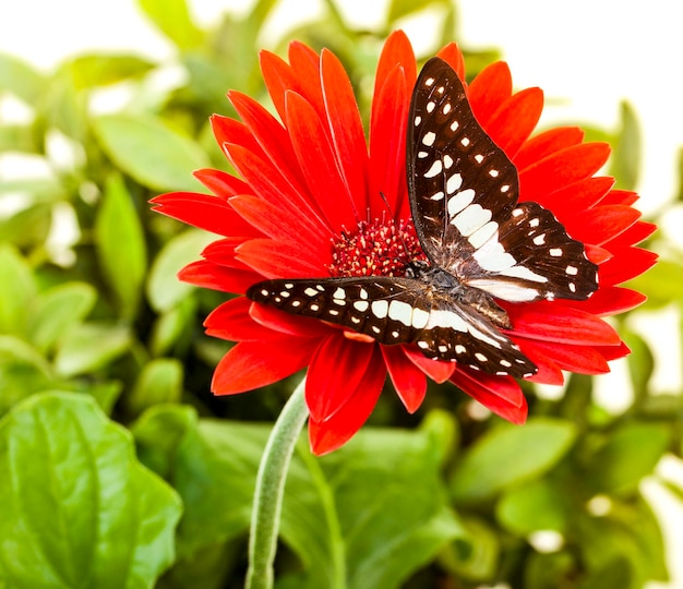 Prossimo piano di una farfalla che impollina un fiore rosso