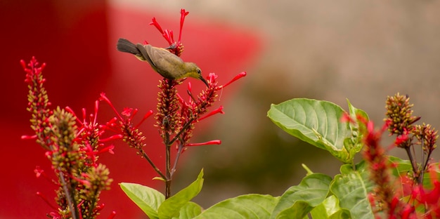 Prossimo piano di una farfalla che impollina un fiore rosso