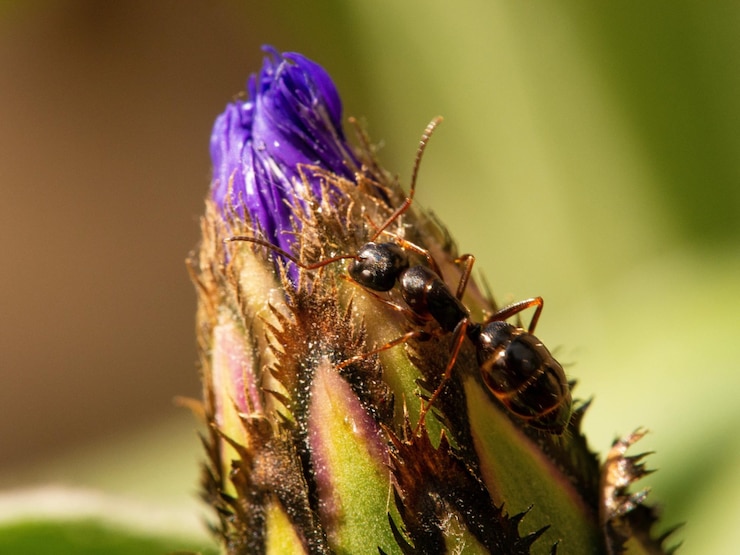 Foto prossimo piano di una farfalla che impollina un fiore viola