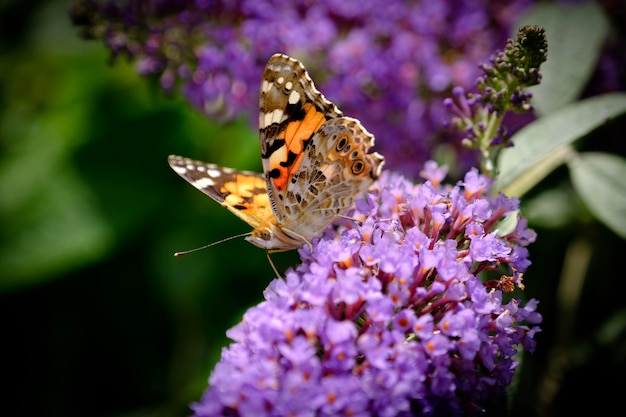 Prossimo piano di una farfalla che impollina un fiore viola