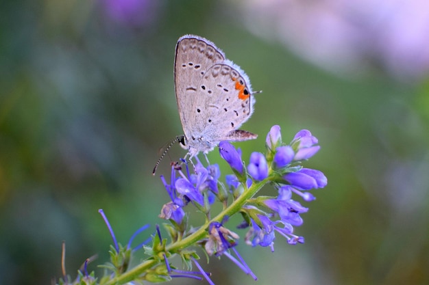 Prossimo piano di una farfalla che impollina un fiore viola