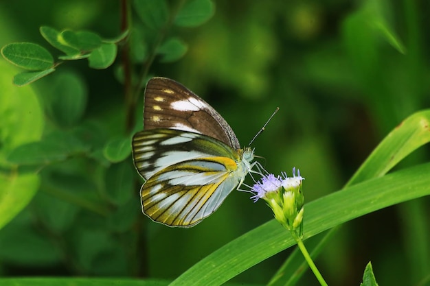 Prossimo piano di una farfalla che impollina un fiore