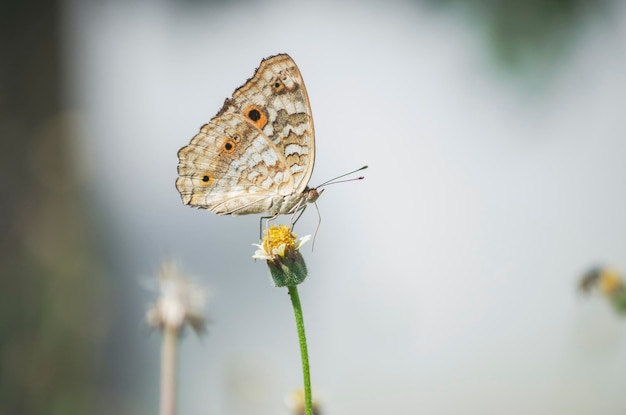 Prossimo piano di una farfalla che impollina un fiore