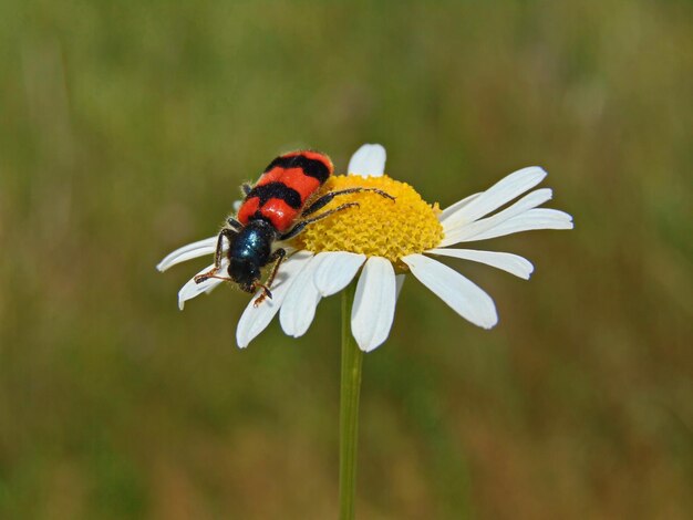 Prossimo piano di una farfalla che impollina un fiore