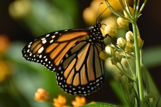 Prossimo piano di una farfalla che impollina un fiore