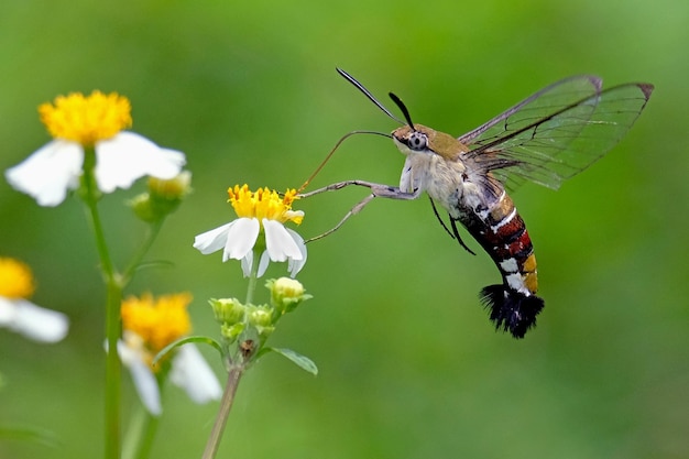 Prossimo piano di una farfalla che impollina un fiore