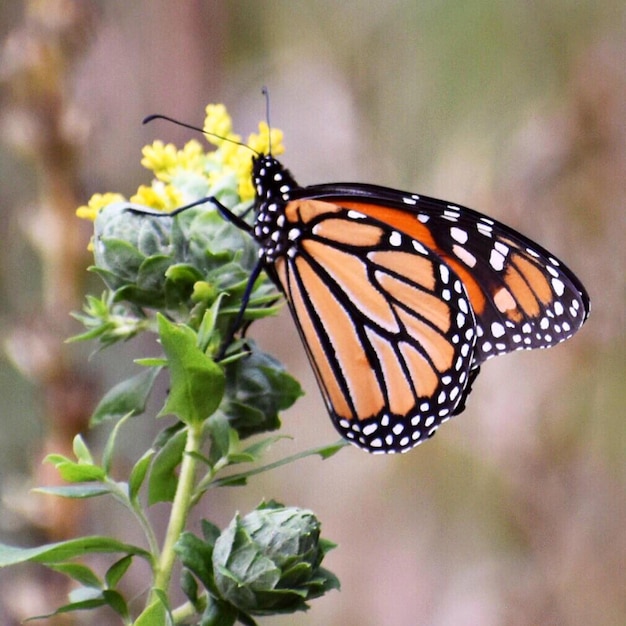 Prossimo piano di una farfalla che impollina un fiore