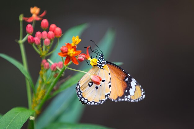 Prossimo piano di una farfalla che impollina un fiore